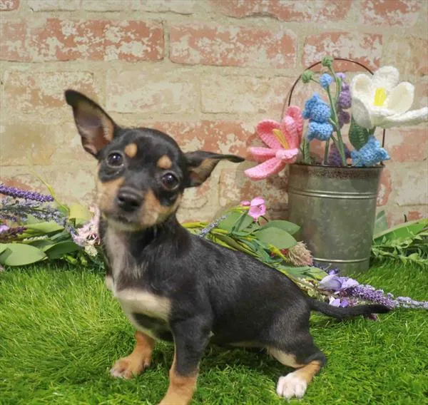 Female Chiweenie puppy named Staci for sale at Waggles Port Charlotte.
