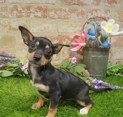 Female Chiweenie puppy named Staci for sale at Waggles Port Charlotte.