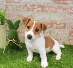 Male Jack Russell Terrier puppy named James for sale at Waggles Port Charlotte.