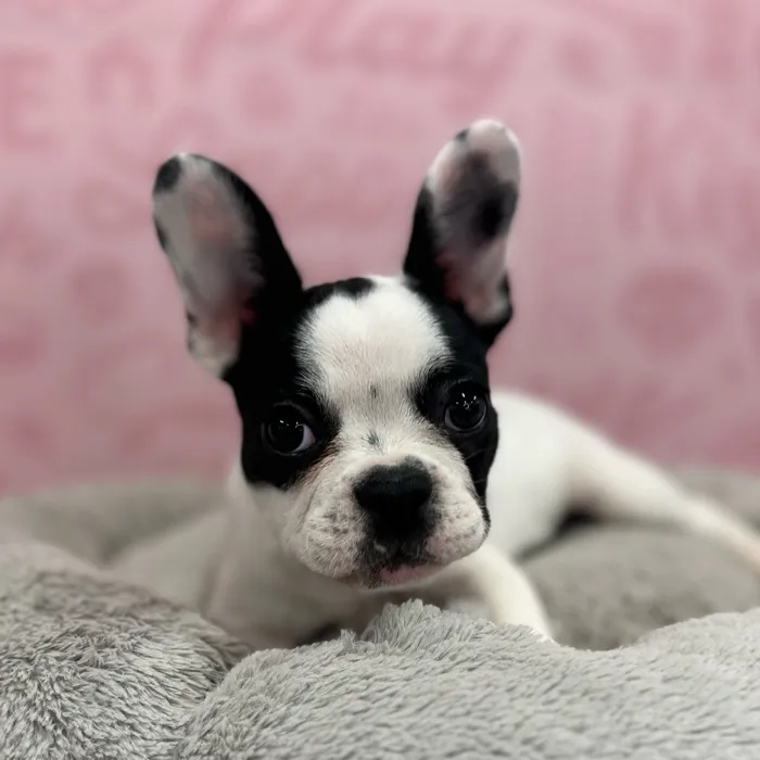 Female French Bulldog puppy named Mae for sale at Waggles Port Charlotte.