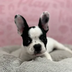 Female French Bulldog puppy named Mae for sale at Waggles Port Charlotte.