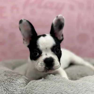 Female French Bulldog puppy named Mae for sale at Waggles Port Charlotte.