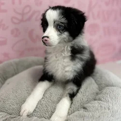 Male Mini Aussie puppy named Hugo for sale at Waggles Port Charlotte.