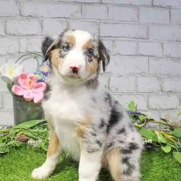 Male Mini Aussie puppy named Travis for sale at Waggles Port Charlotte.