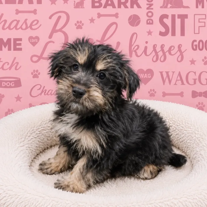 Male Havashire puppy named Jared for sale at Waggles Port Charlotte.