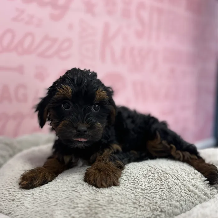 Female Yorkie-Poo puppy named Kathleen for sale at Waggles Port Charlotte.