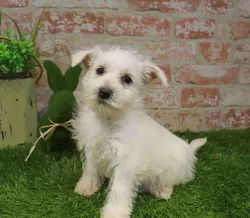 Female West Highland White Terrier puppy named Jennie for sale at Waggles Port Charlotte.