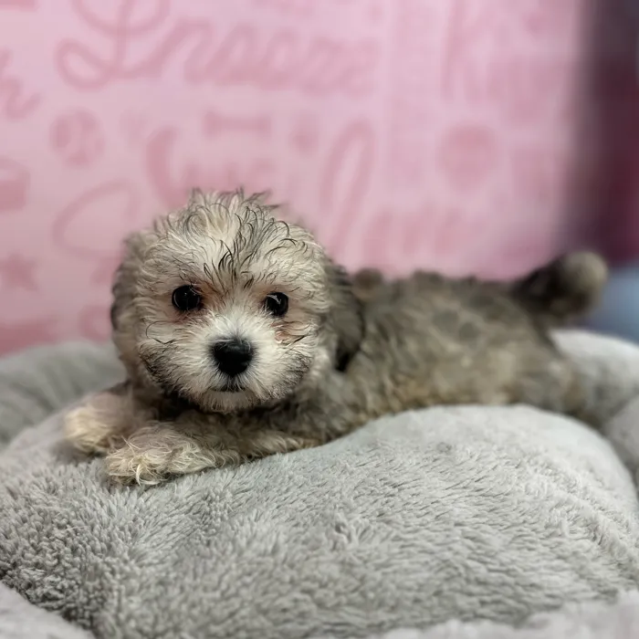 Female Havanese puppy named Jodi for sale at Waggles Port Charlotte.