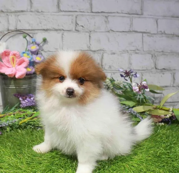 Female Pomeranian puppy named Cynthia for sale at Waggles Port Charlotte.