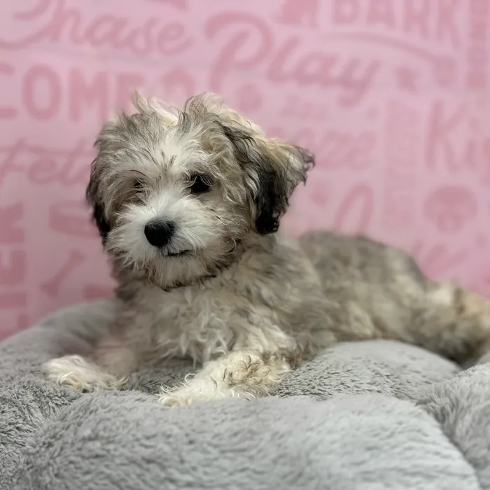 Female Havanese puppy named Jodi for sale at Waggles Port Charlotte.