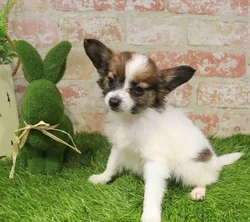 Male Papillon puppy named Raymond for sale at Waggles Port Charlotte.