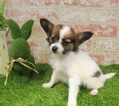 Male Papillon puppy named Raymond for sale at Waggles Port Charlotte.