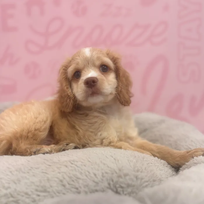 Male Cockapoo puppy named Ken for sale at Waggles Port Charlotte.