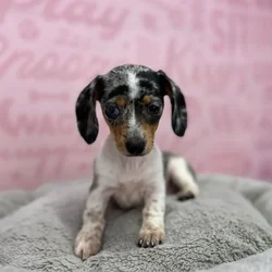 Female Dachshund puppy named Lisa for sale at Waggles Port Charlotte.