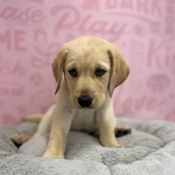 Male Labrador Retriever puppy named George for sale at Waggles Port Charlotte.