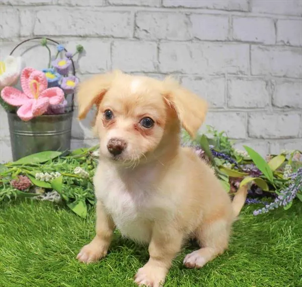 Male Chihuahua puppy named Irwin for sale at Waggles Port Charlotte.