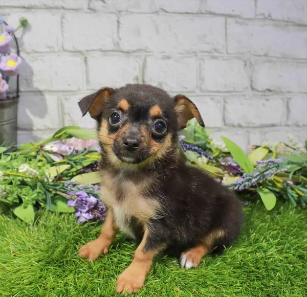 Male Chihuahua puppy named Ryan for sale at Waggles Port Charlotte.