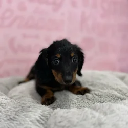 Female Dachshund puppy named Ariel for sale at Waggles Port Charlotte.