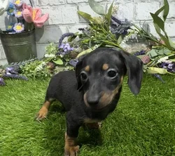 Female Dachshund puppy named Lottie for sale at Waggles Port Charlotte.