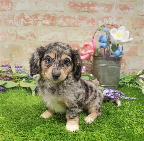 Female Chiweenie puppy named Florence for sale at Waggles Port Charlotte.