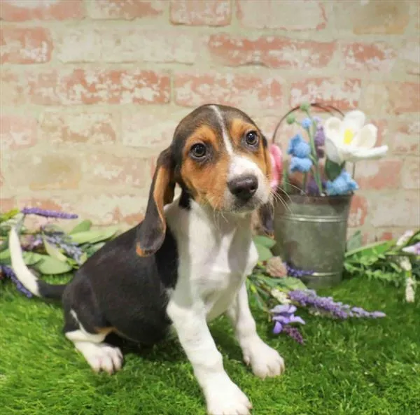 Female Beagle puppy named Emma for sale at Waggles Port Charlotte.