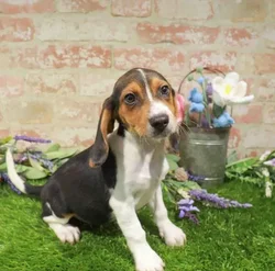 Female Beagle puppy named Emma for sale at Waggles Port Charlotte.