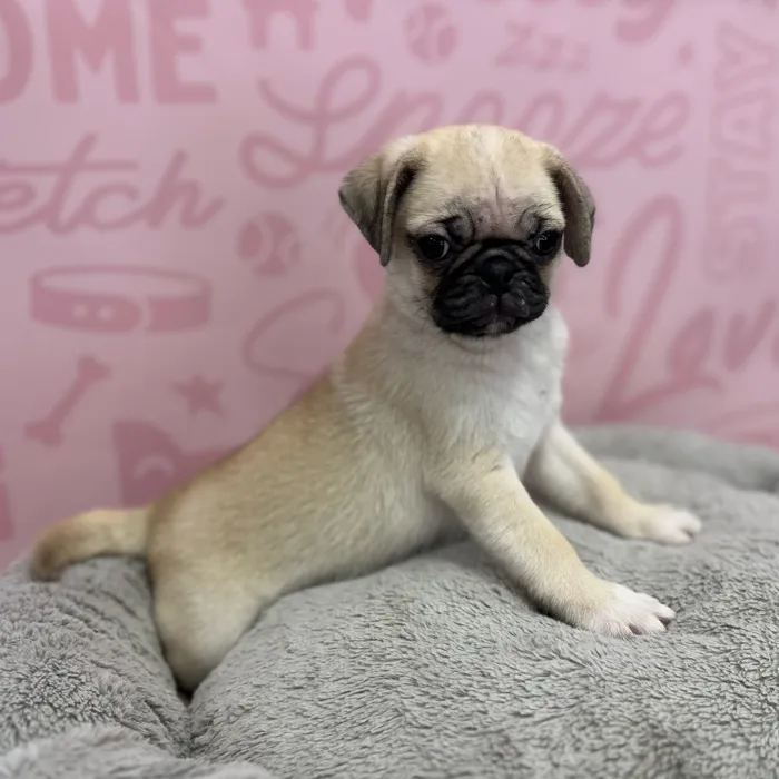 Male Pug puppy named Edwin for sale at Waggles Port Charlotte.
