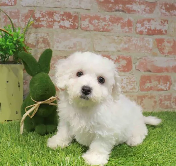 Female Bichon puppy named Debby for sale at Waggles Port Charlotte.