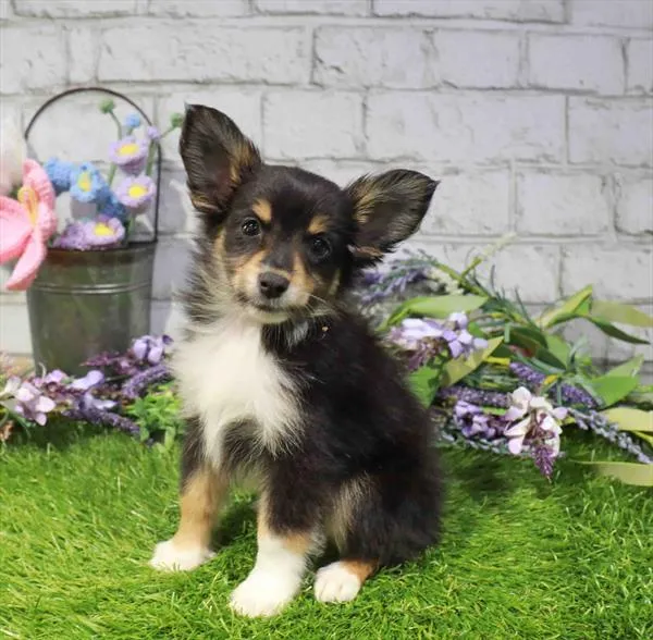 Male Toy Australian Shepherd puppy named Randy for sale at Waggles Port Charlotte.