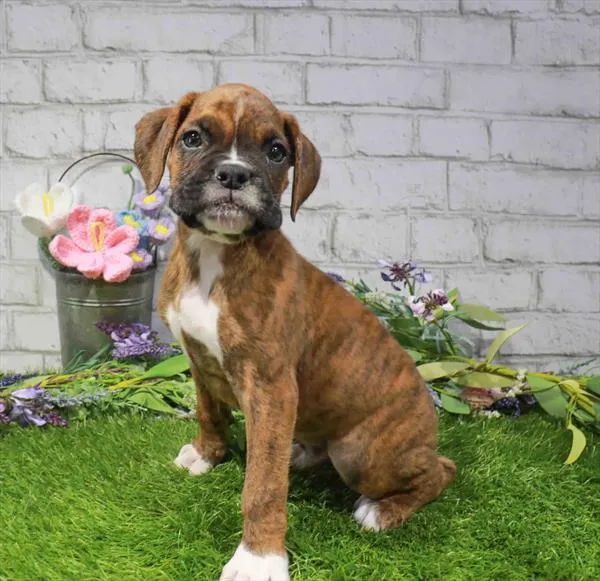 Male Boxer puppy named Joseph for sale at Waggles Port Charlotte.