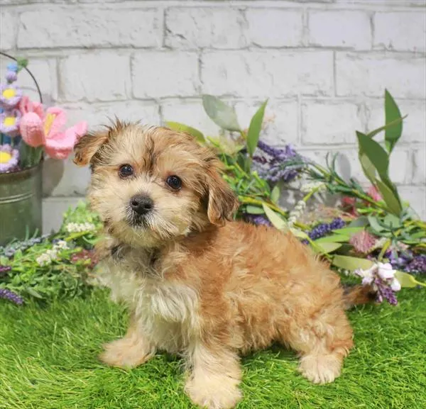 Female Yochon puppy named Emily for sale at Waggles Port Charlotte.