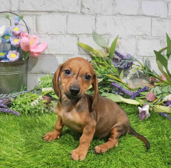 Female Dachshund puppy named Rebecca for sale at Waggles Port Charlotte.