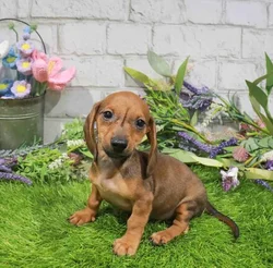 Female Dachshund puppy named Rebecca for sale at Waggles Port Charlotte.