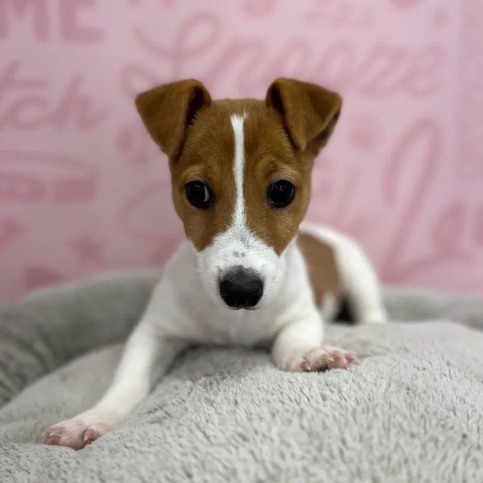 Male Jack Russell Terrier puppy named James for sale at Waggles Port Charlotte.