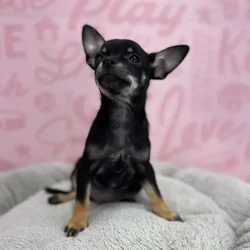 Male Chihuahua puppy named Jose for sale at Waggles Port Charlotte.