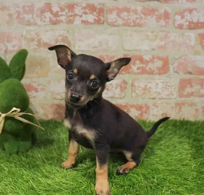 Male Chihuahua puppy named Ed for sale at Waggles Port Charlotte.