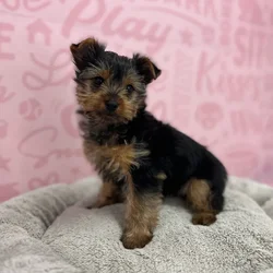 Female Yorkie puppy named Ruby for sale at Waggles Port Charlotte.