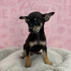 Male Chihuahua puppy named Ed for sale at Waggles Port Charlotte.