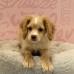 Male Cockapoo puppy named Ken for sale at Waggles Port Charlotte.