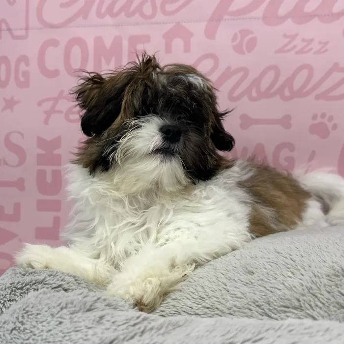 Female Shipoo puppy named Evelyn for sale at Waggles Port Charlotte.