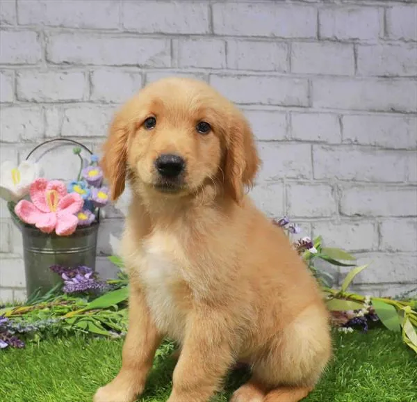Male Golden Retriever puppy named Nathan for sale at Waggles Port Charlotte.