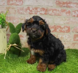 Female Yorkie-Poo puppy named Kathleen for sale at Waggles Port Charlotte.