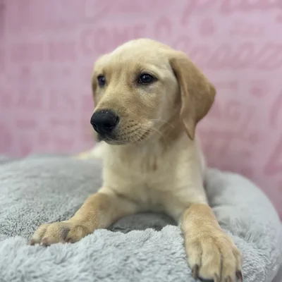 Male Labrador Retriever puppy named George for sale at Waggles Port Charlotte.