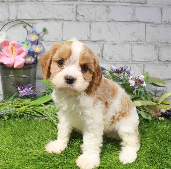 Male Cavachon puppy named Alan for sale at Waggles Port Charlotte.