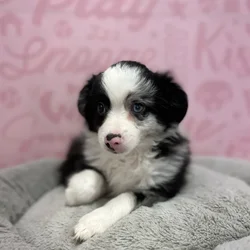 Male Mini Aussie puppy named Hugo for sale at Waggles Port Charlotte.