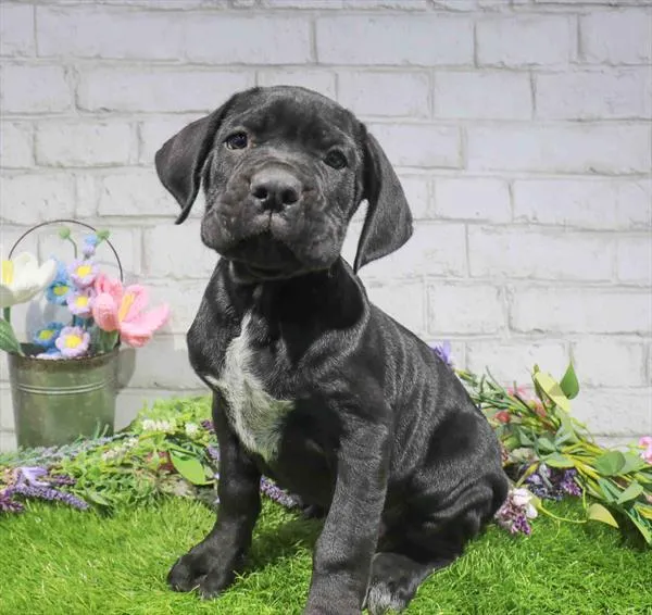 Male Cane Corso puppy named Jack for sale at Waggles Port Charlotte.
