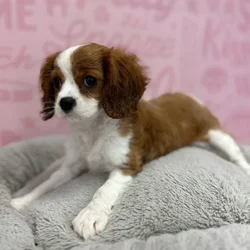 Female Cavalier King Charles Spaniel puppy named Josephine for sale at Waggles Port Charlotte.