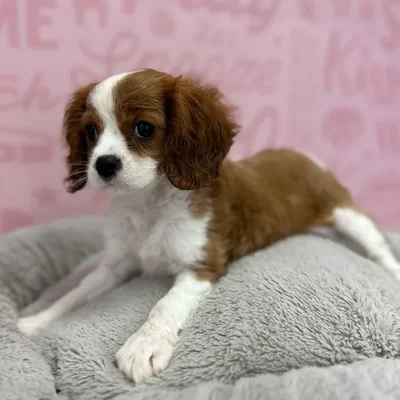 Female Cavalier King Charles Spaniel puppy named Josephine for sale at Waggles Port Charlotte.