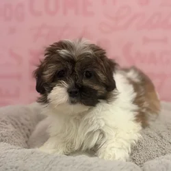 Female Shipoo puppy named Evelyn for sale at Waggles Port Charlotte.