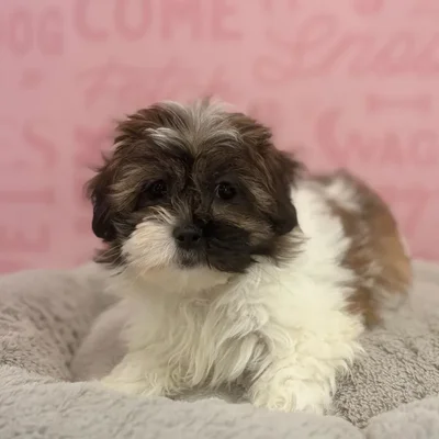 Female Shipoo puppy named Evelyn for sale at Waggles Port Charlotte.